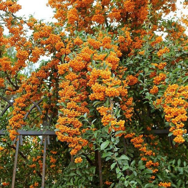 Buisson ardent 'Orange Glow' - Pepinieres du Plessis-Luzarches